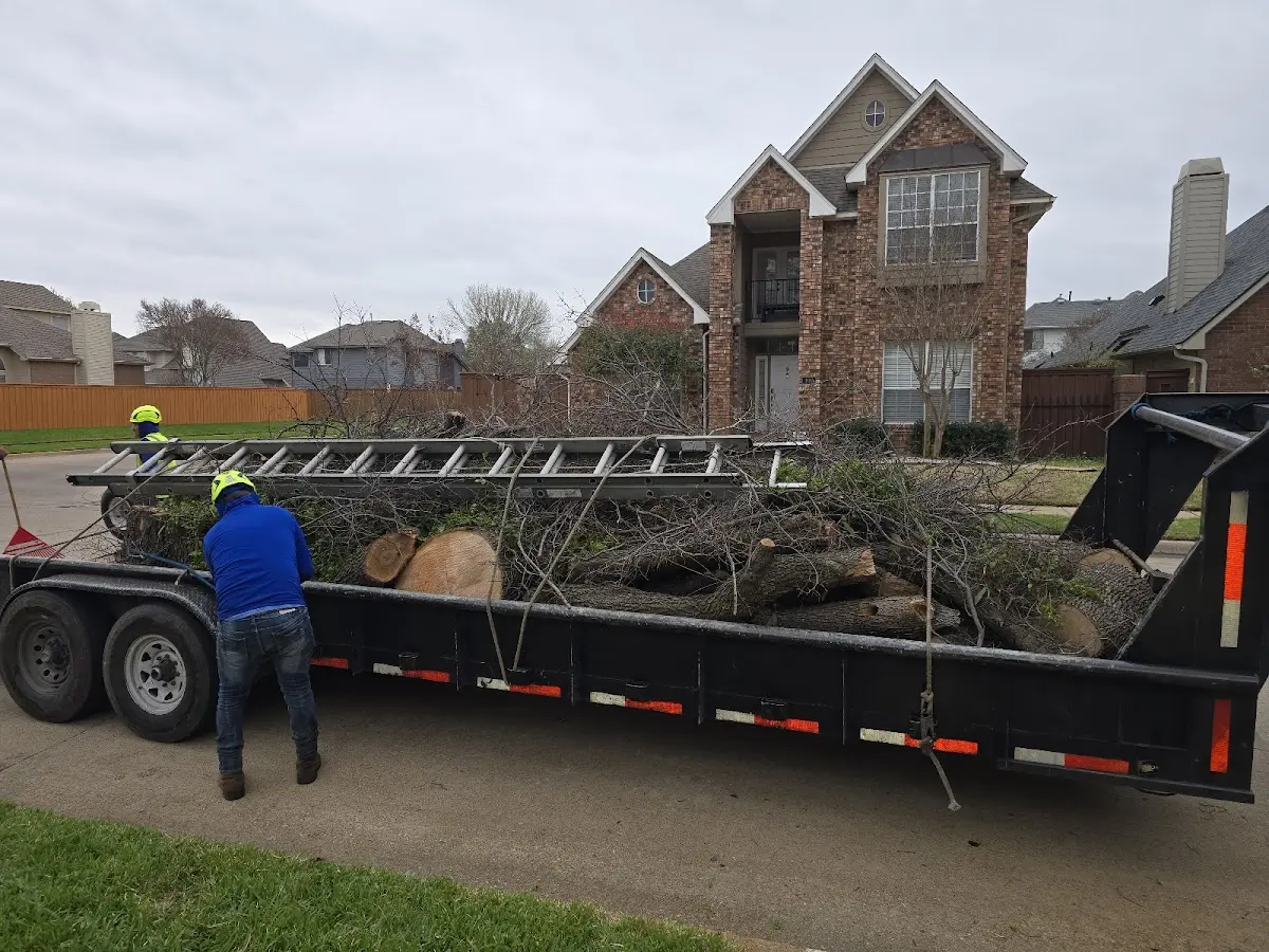 Expert Tree Removal with proper safety equipment in Dana